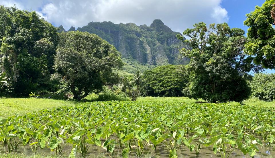 A kalo farm in the foreground with sharp mountains on the horizon
