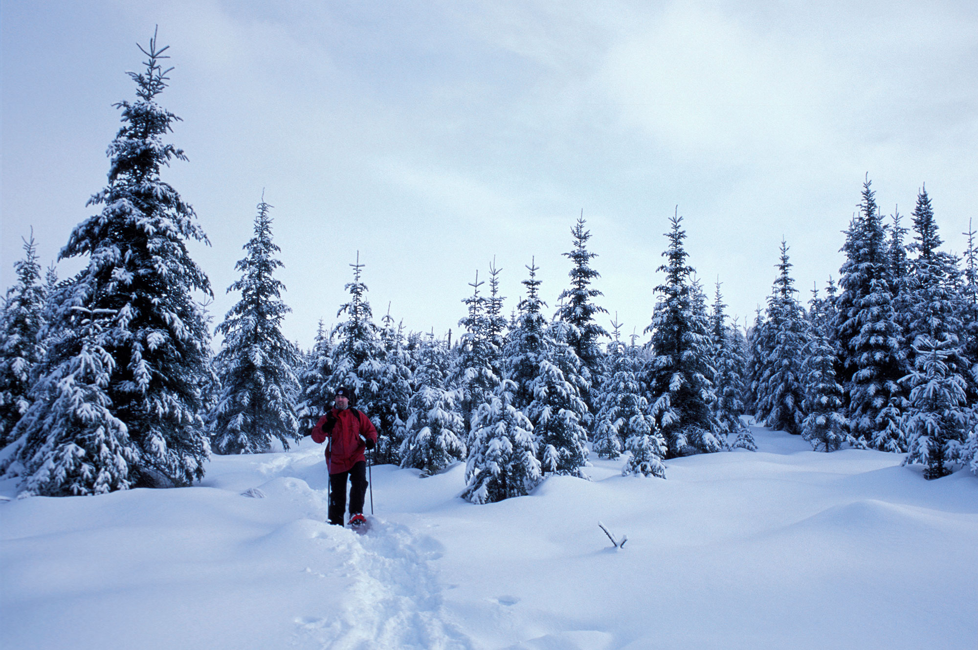A person walking through a forest covered in snow.
