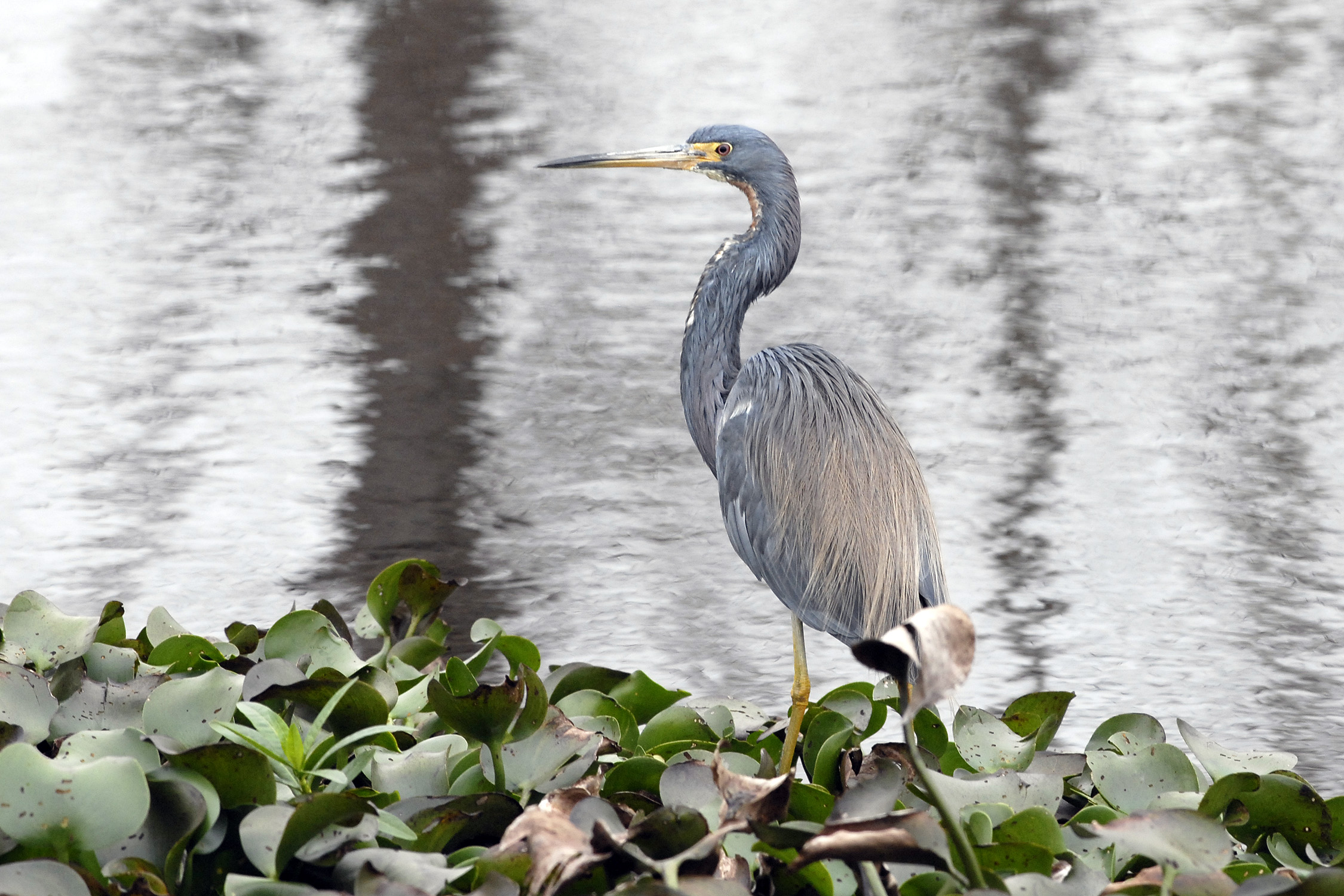 A blue heron standing in the water.