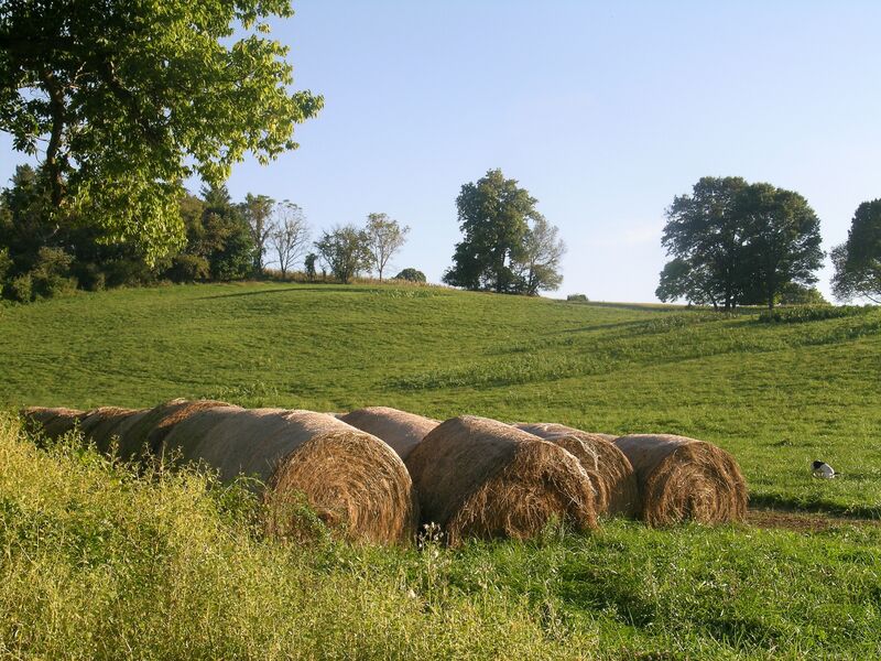 Hay bales in a field.