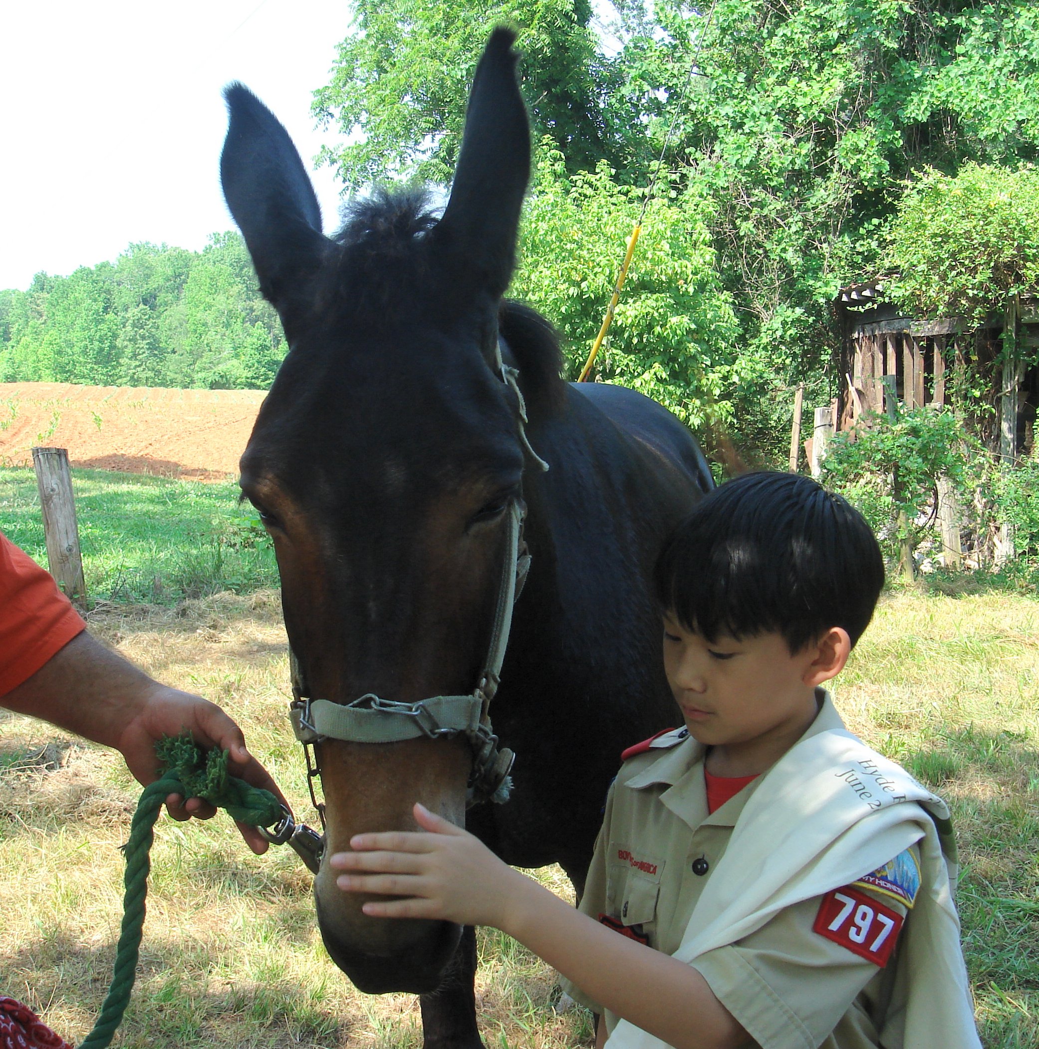 A boy is petting a donkey.