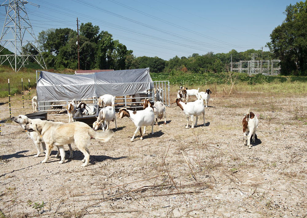 A group of goats standing in a field.
