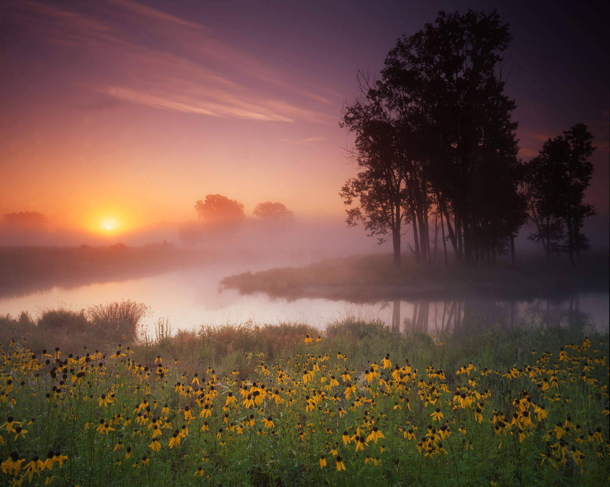 Sunrise over a river with yellow flowers.