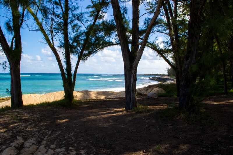 A beach with trees and a view of the ocean.