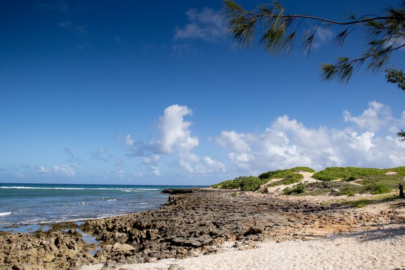 A sandy beach with trees and a blue sky.