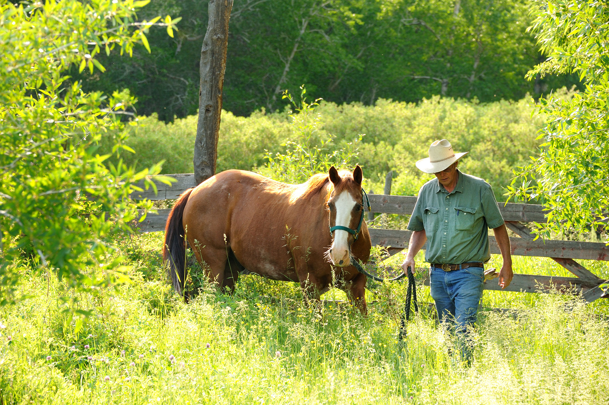 A man walking a horse in a field.