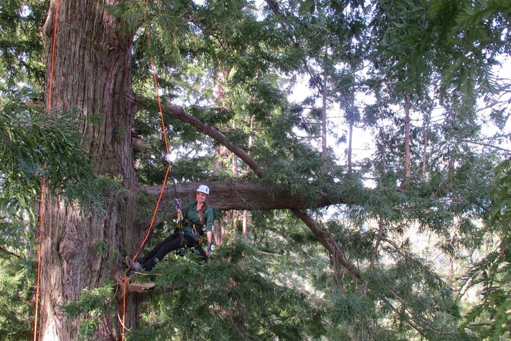 A young woman in climbing gear climbs a big tree