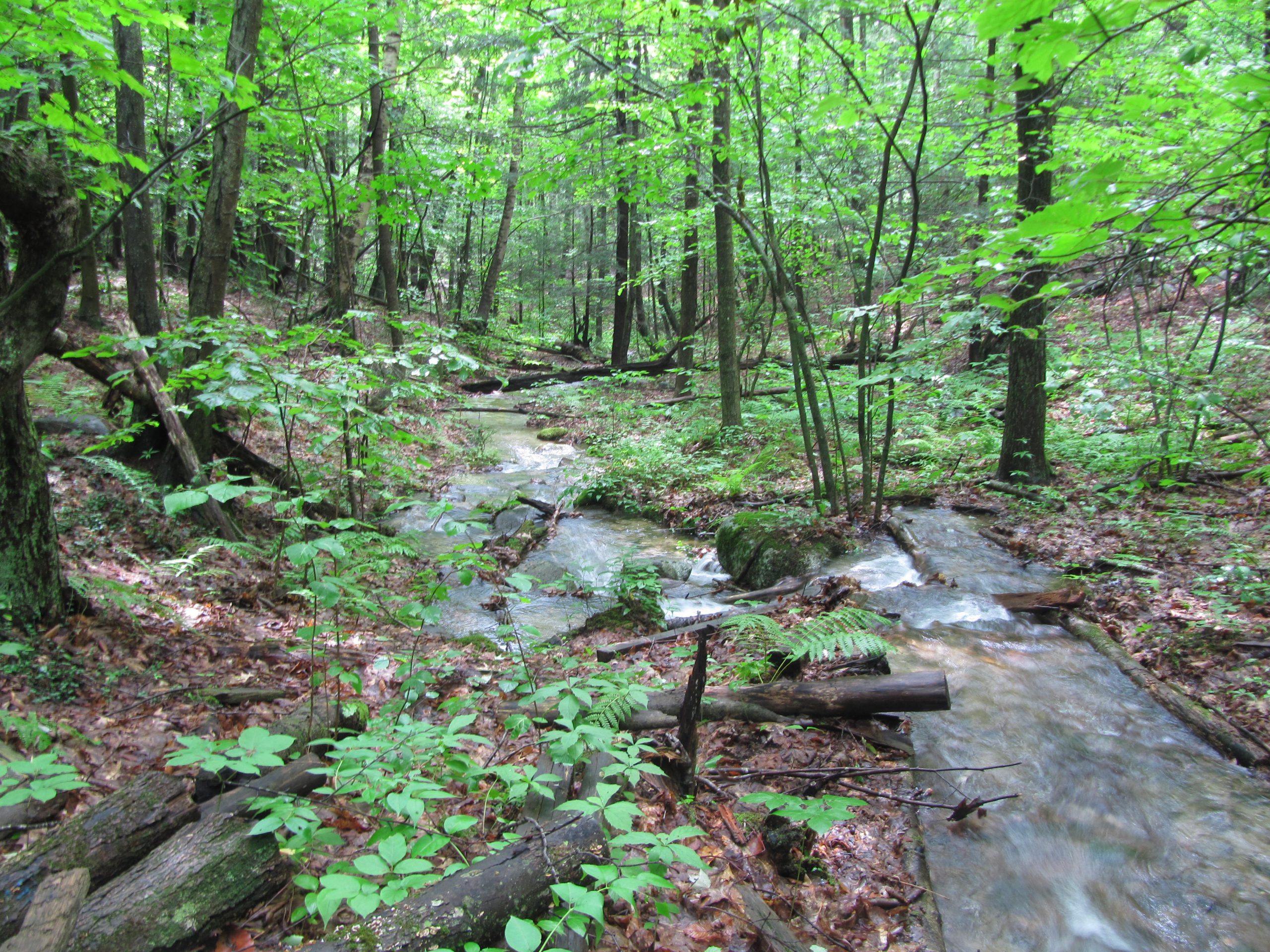 A brook runs through a forest
