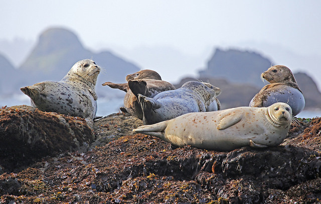 Marine mammals hauled out on a rock