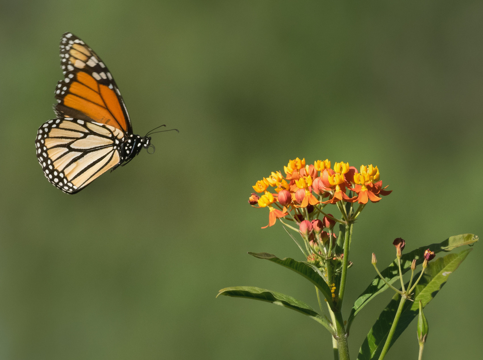 A monarch butterfly in flight