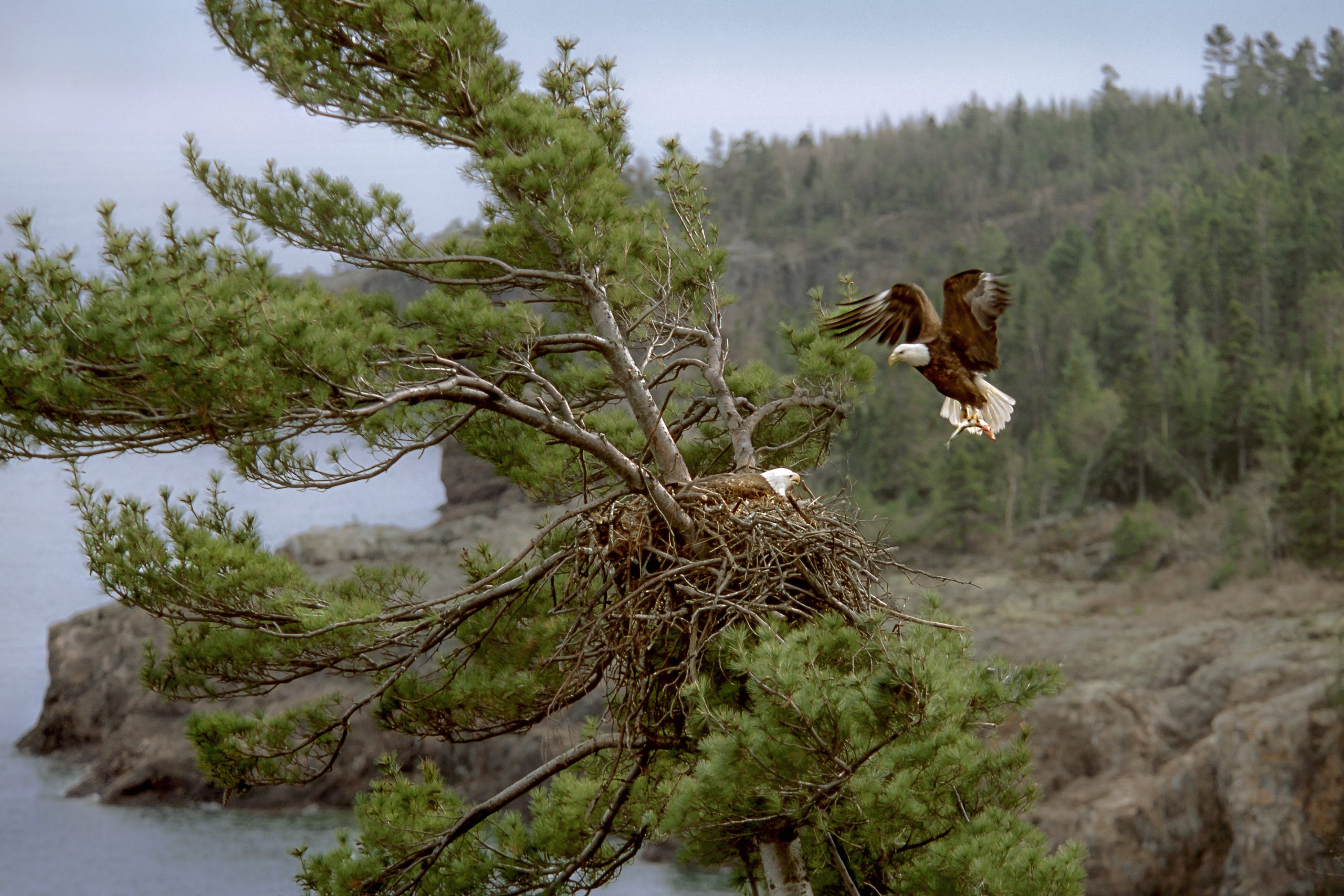 Bald eagles on Lake Superior