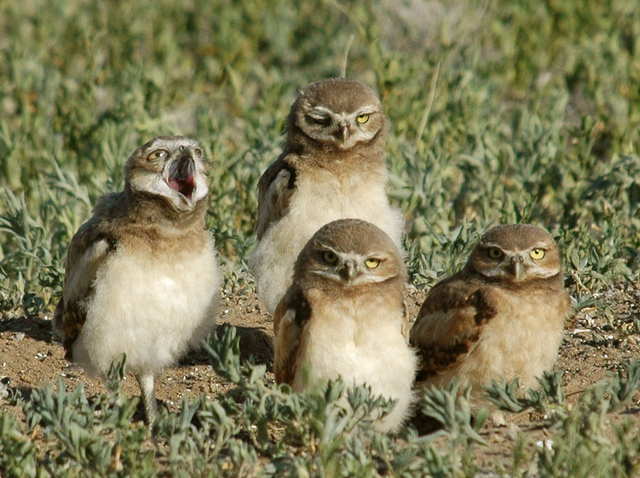 4 burrowing owls
