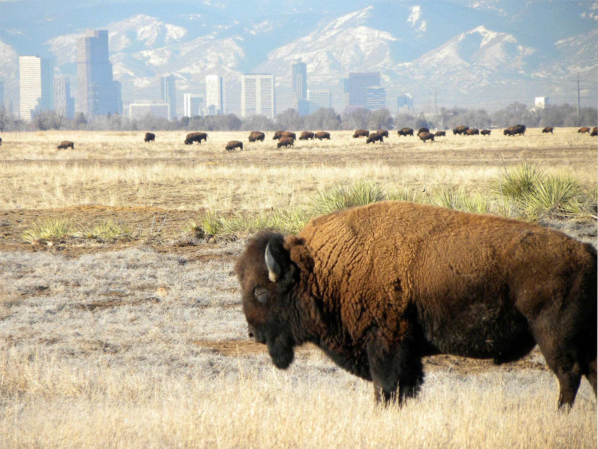 A bison grazes with Denver's skyline in the background