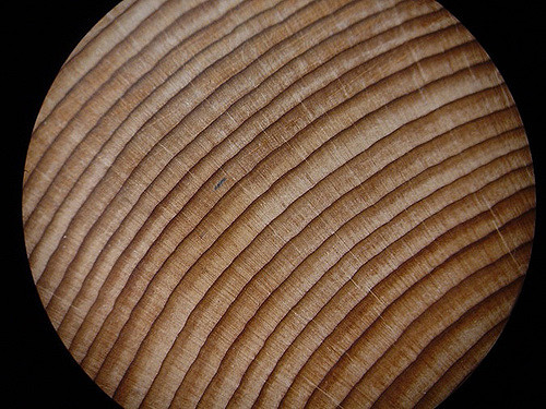 A tree ring cross-section under the microscope