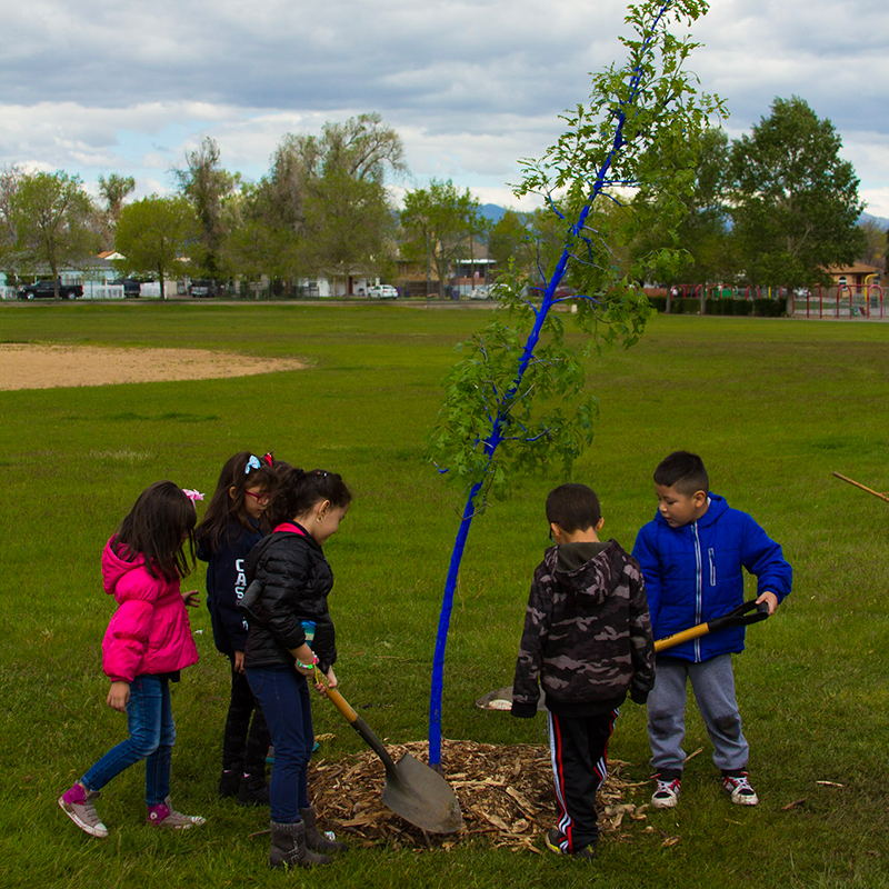 Children plant a blue tree