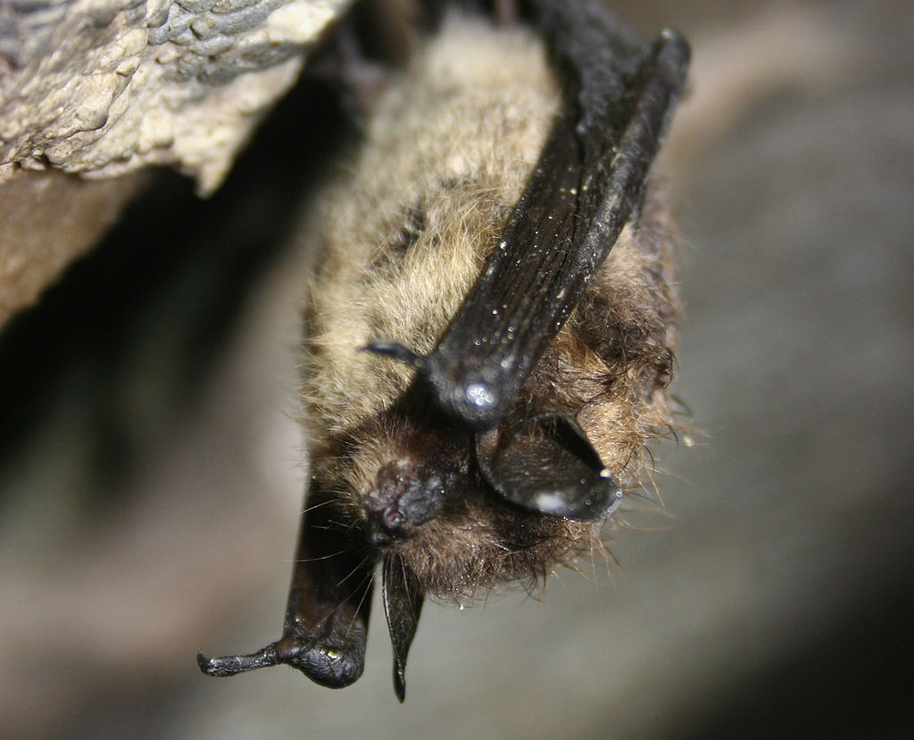 A little brown bat