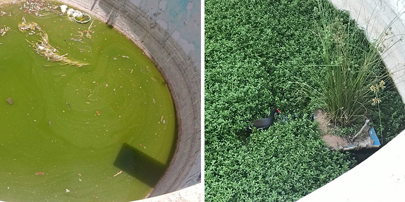 A side-by-side comparison of a stagnant pool and a pool with plants and a bird