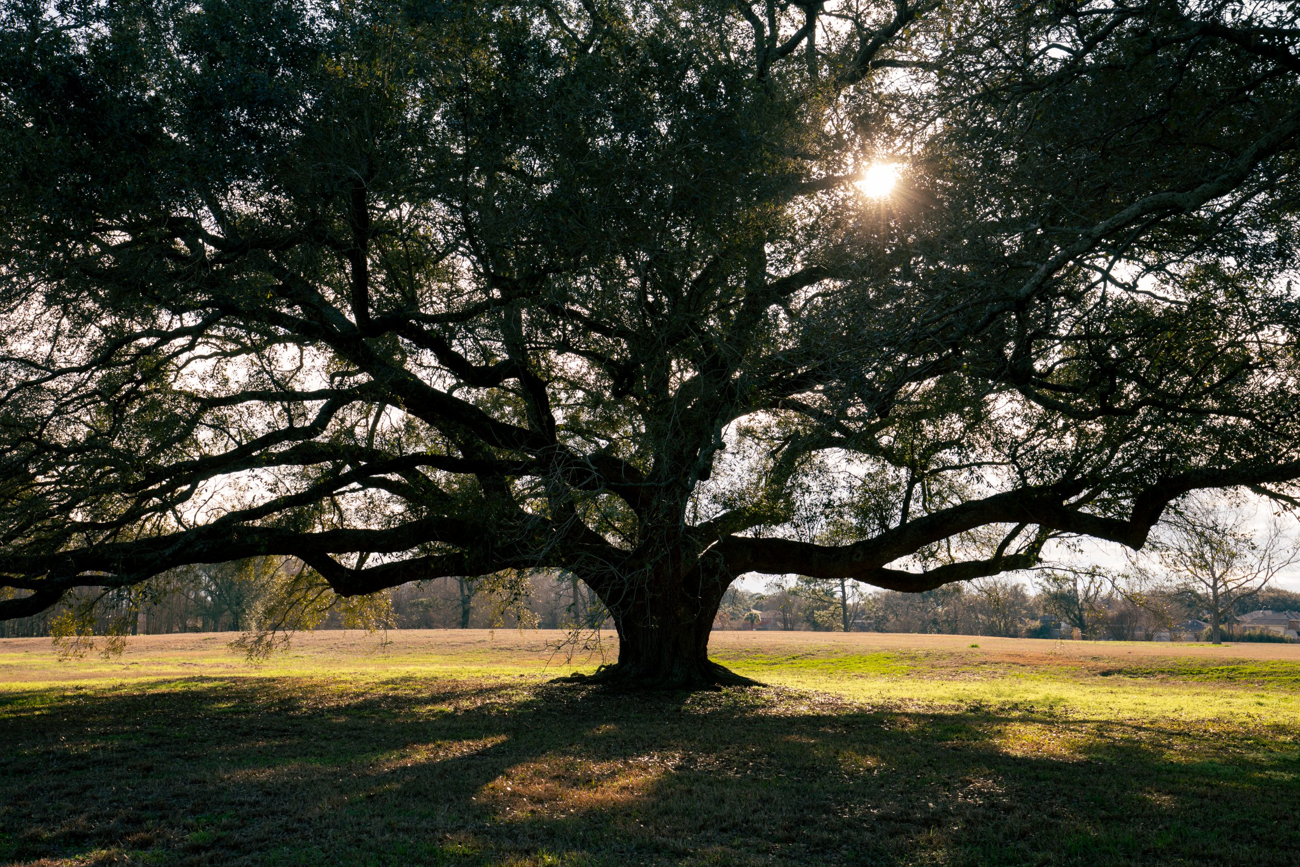 Sun shines through a big oak tree in a green field