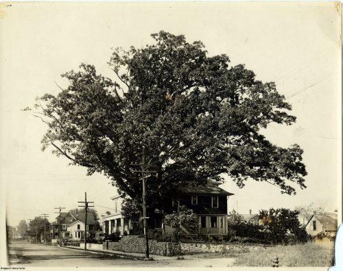 The Johnson Oak