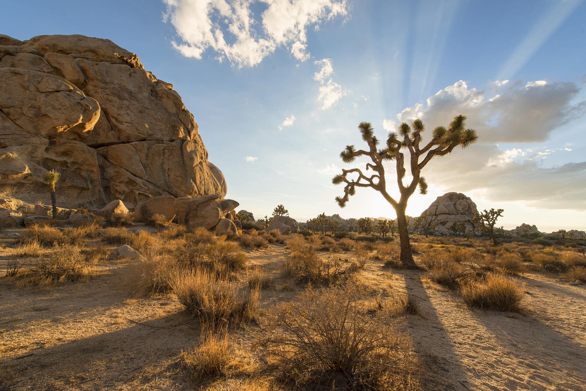 A joshua tree and a rock outcropping