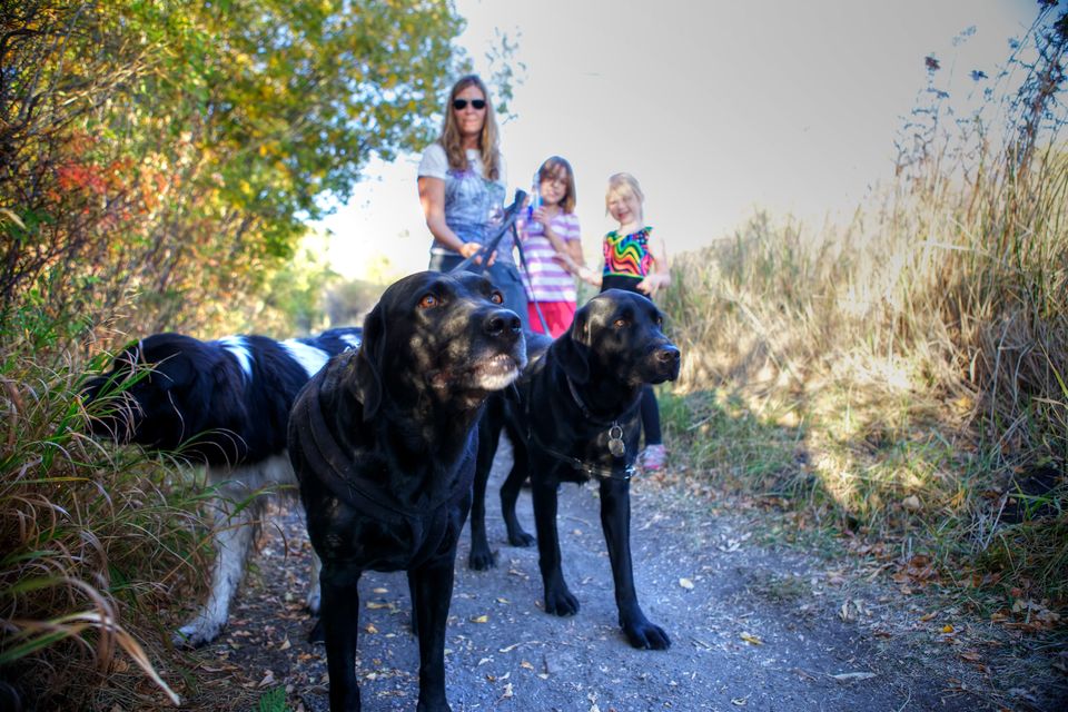 A family walks three dogs on a leash on a forested trail
