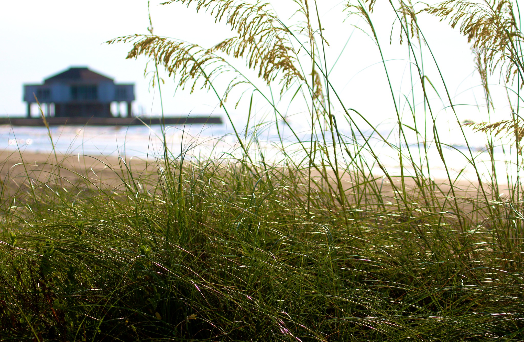 Dune grasses in front, home on stilts behind