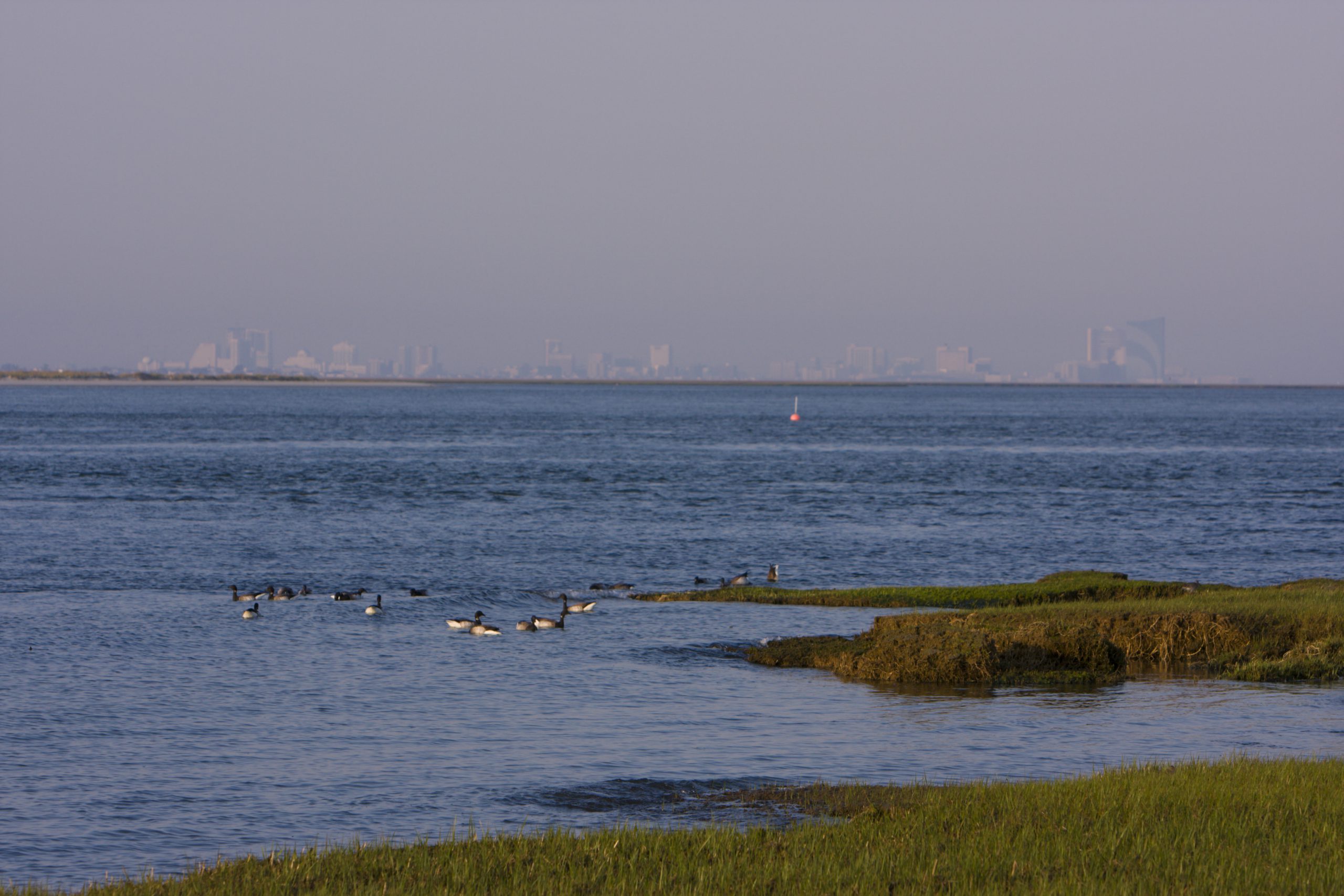 Barnegat Bay wetlands in foreground, city skyline in background, a white bird