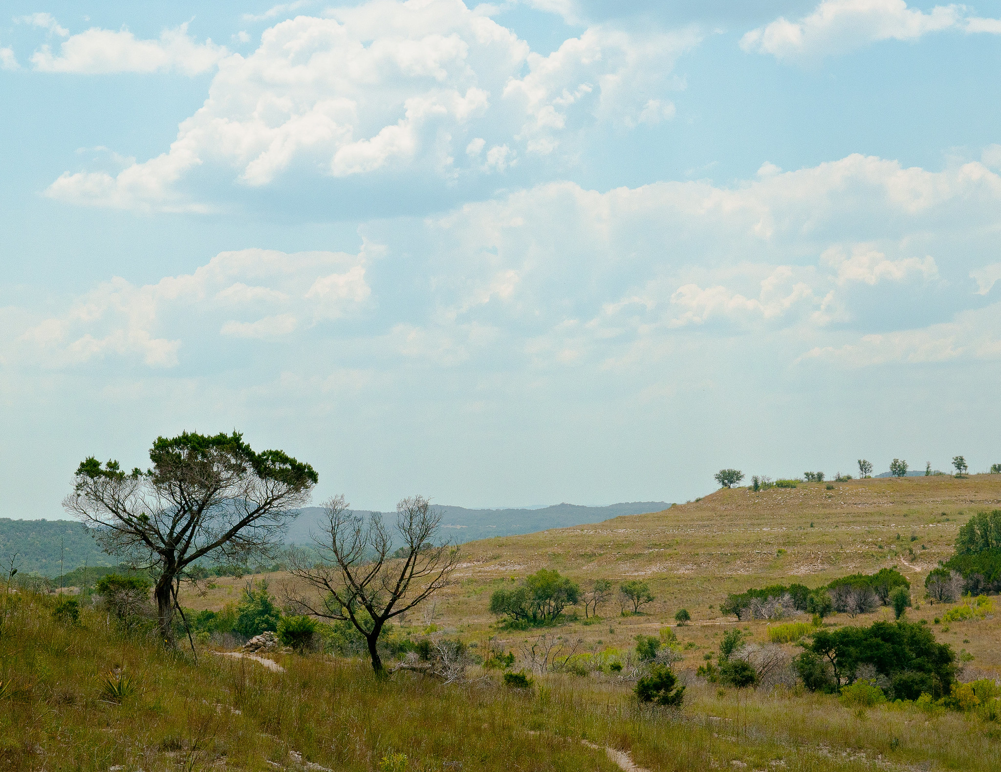 A Texas savanna under blue skies with puffy white clouds and a tree in the foreground