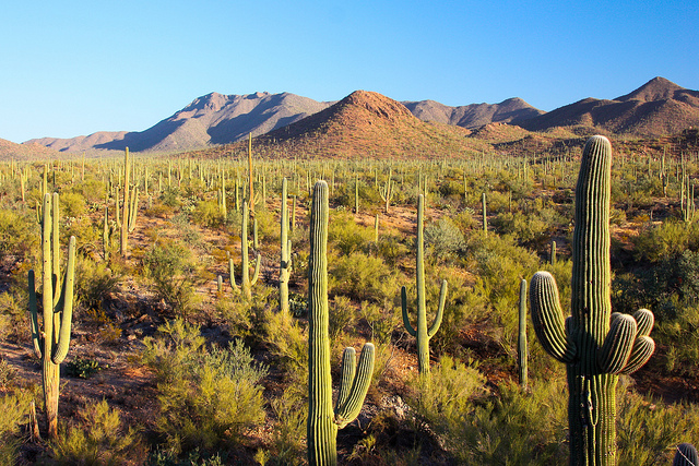 A forest of saguaro cacti with mountains in the background