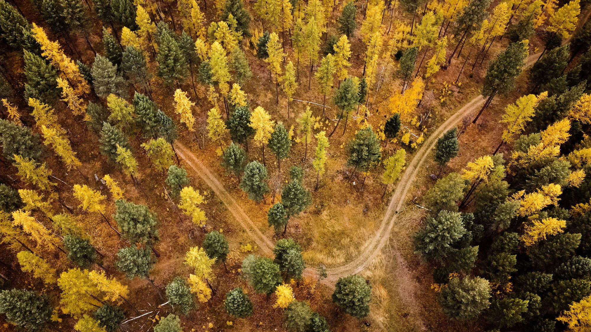 An aerial view of a dirt road in a forest.