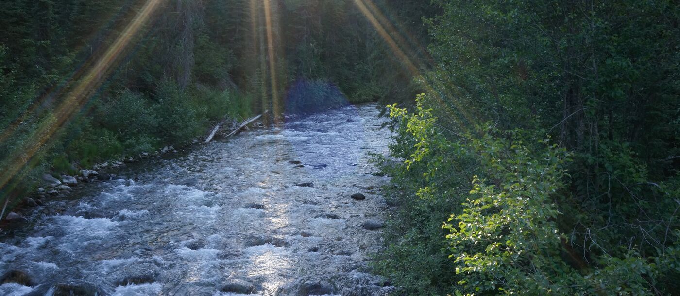 The sun shines over a river in the woods.