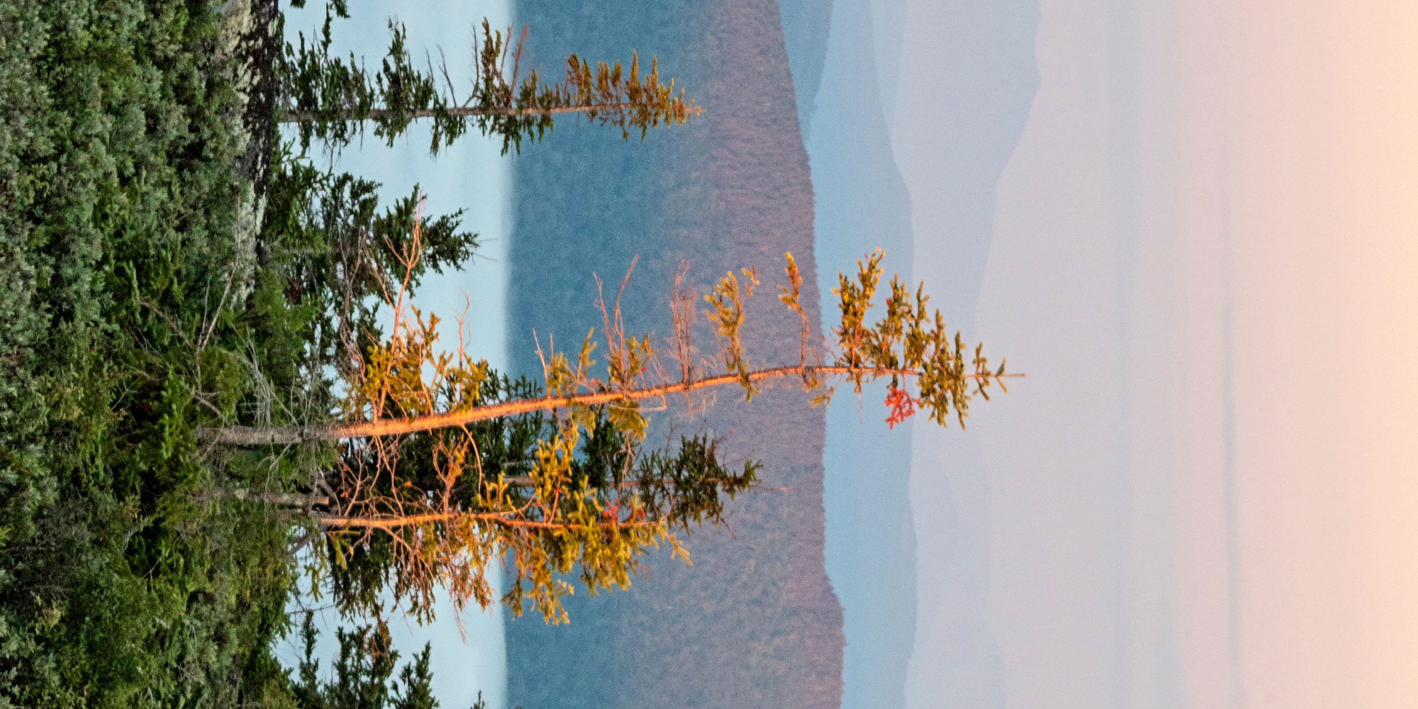 Two pine trees on top of a mountain overlooking a lake.