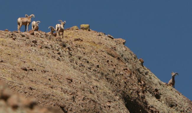 Several desert bighorn sheep on a cliff in Aravaipa Canyon Wilderness