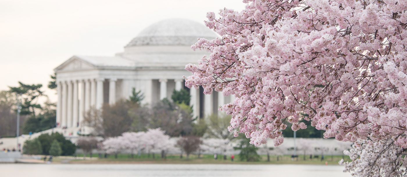 The jefferson memorial with cherry blossoms in the background.
