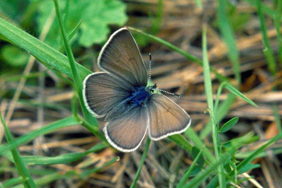 A blue and brown butterfly rests on blades of grass.