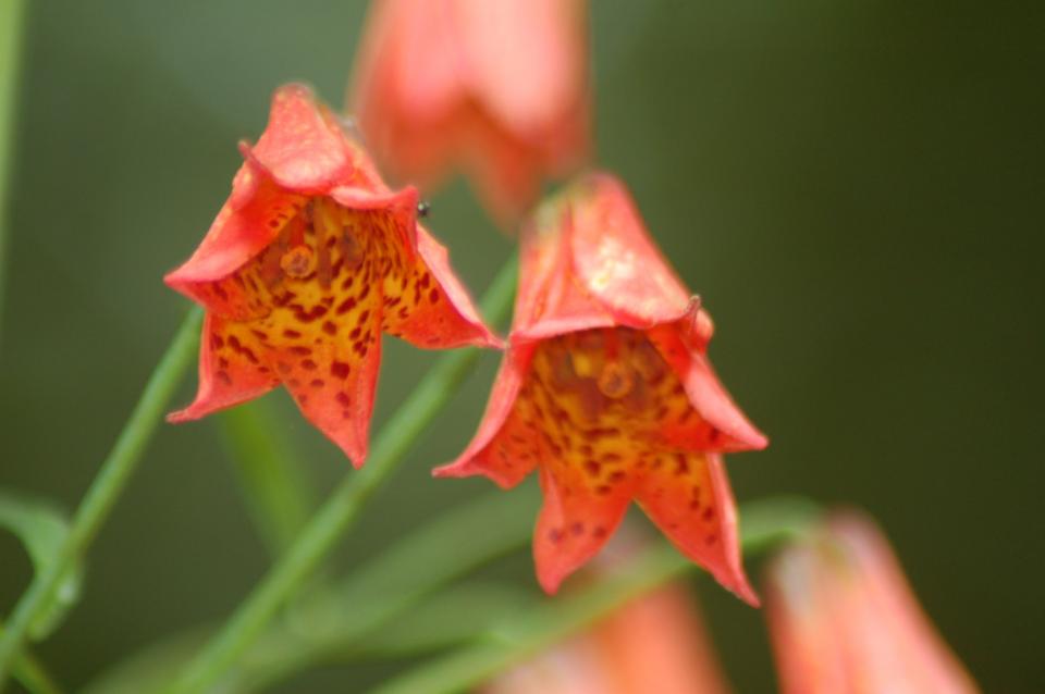 Close-up image of Grays lilies