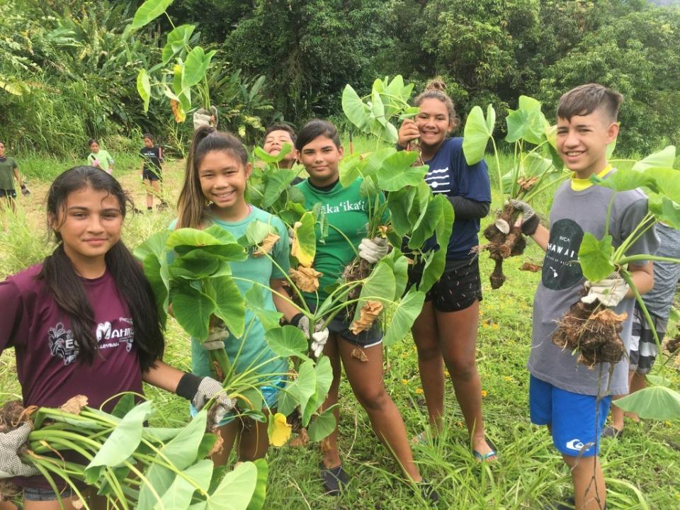 5 teenagers in a kalo patch hold harvested kalo plants