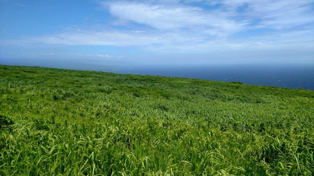Honuʻapo Ranch Lands featured image
