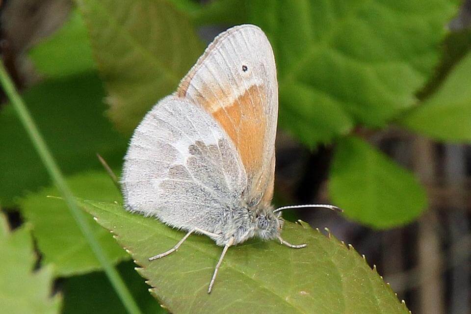 A light gray and orange butterfly with a fuzzy body sits on a green leaf among other green leaves.