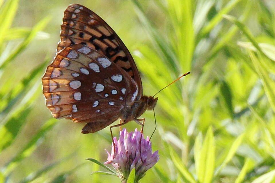 An orange and brown butterfly with white spots sits on a pink clover flower.