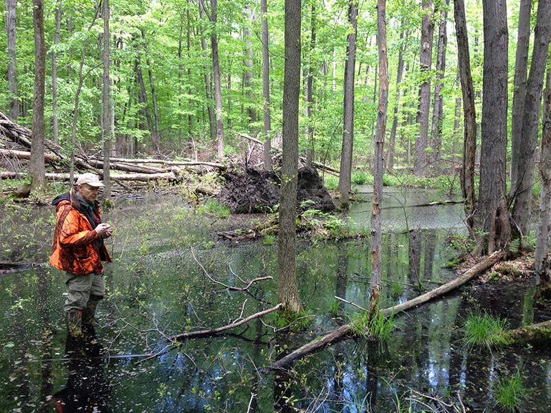 Geneva Swamp Preserve featured image