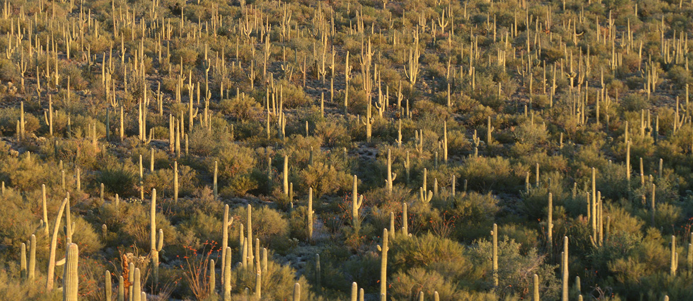 Saguaro National Park featured image