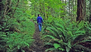 Arcata Community Forest featured image