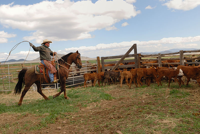 Working Farms and Ranches featured image