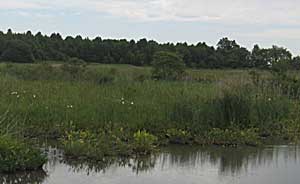 Broad Dyke Wetlands featured image