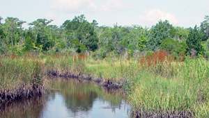 Thomas Creek featured image