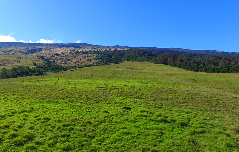 Kamehamenui Forest featured image