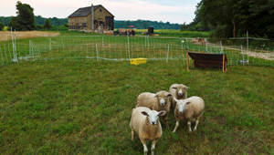 Northampton Community Farm featured image