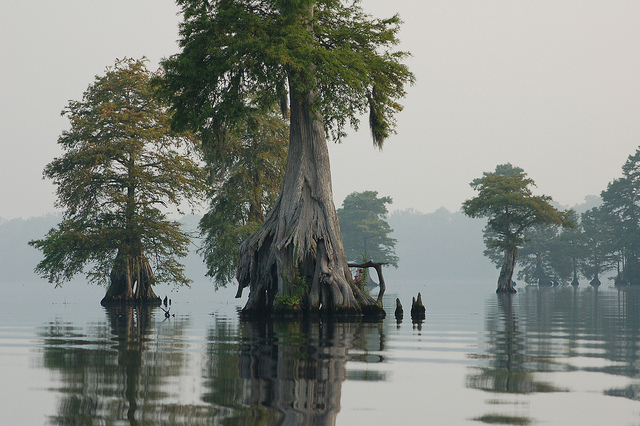 Great Dismal Swamp featured image