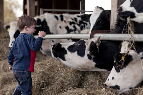 Seventh-generation dairy farmer Eli Robie hanging with his Holsteins